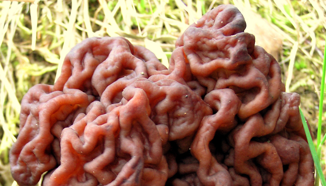 Brain-like texture of a False Morel