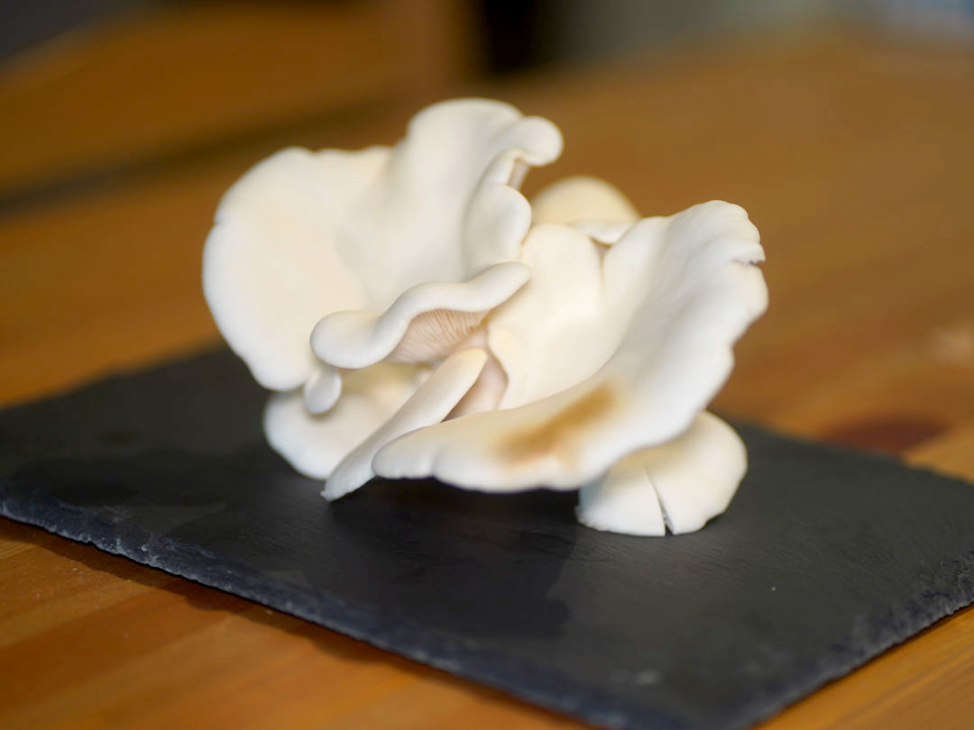 Harvested White Oyster on Plate