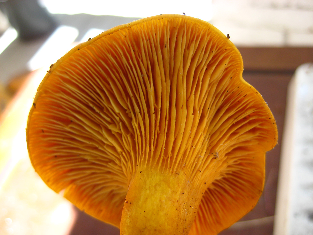 Gills of the poisonous Jack-o'-Lantern mushroom