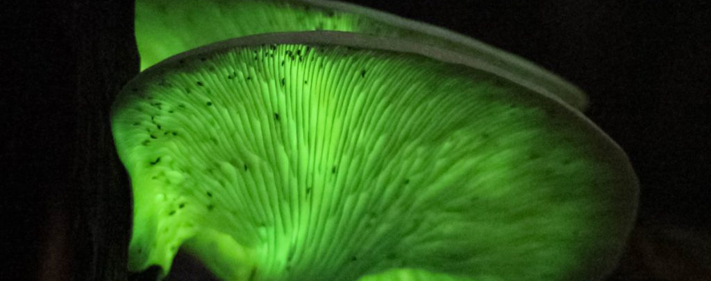 Bioluminescent gills of a poisonous Jack-o'-Lantern mushroom