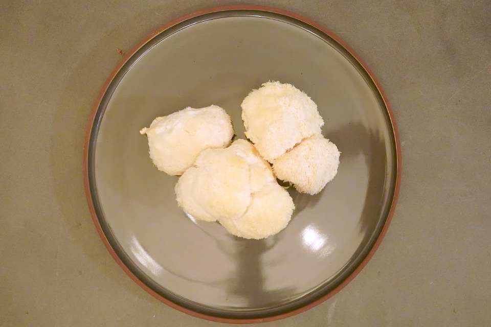 Lion's Mane on a Plate