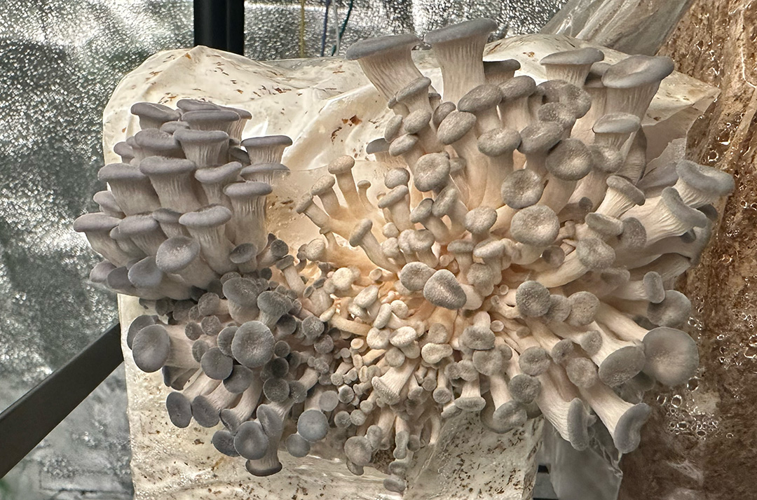 Pearl Oyster mushroom exhibiting irregular growth