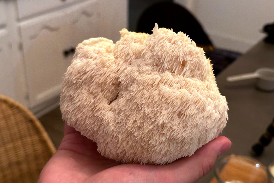 Shaggy Lion's Mane