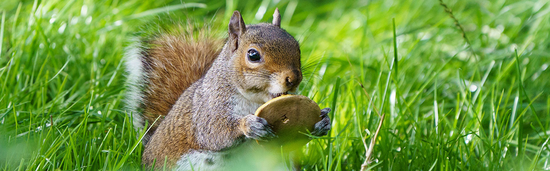 Squirrel eating a mushroom