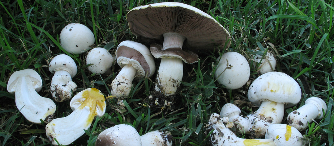 Yellow stains of the Yellow-Staining Mushroom